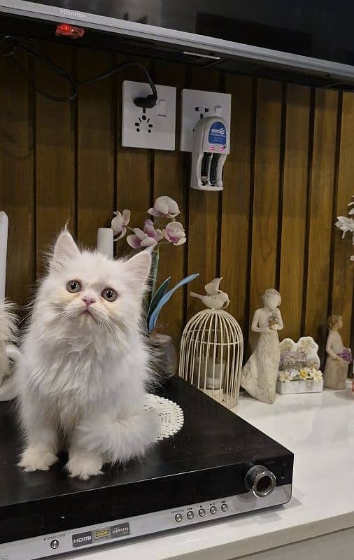 piki peke / Persian cat / Persian kitten / long coated cat 03335125710 5