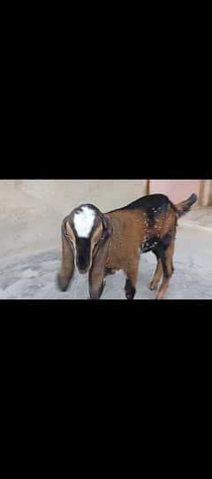 white eyes nagra beetal bakra (male) kid for sale.