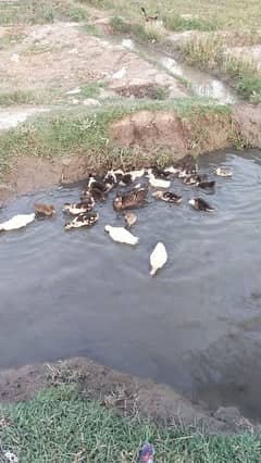 Muscovy duckling