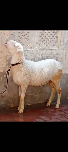 2 bakriya ek mundra