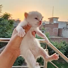 cat cute baby for sale blue eye