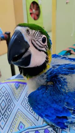 blue and gold macaw