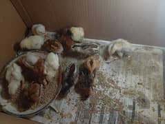 Pure Aseel chicks