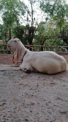 Puri Rajanpuri Bakri For Sale