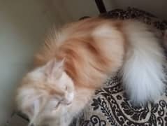 Persian pair kitten for sale