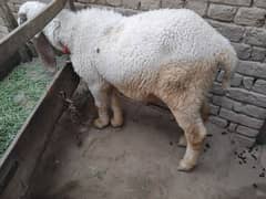 qurbani walay 2 janwar khubsurat mashaallah