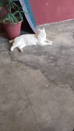 abcdf