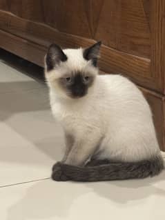 Siamese