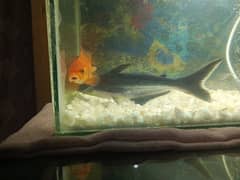 shark for sale