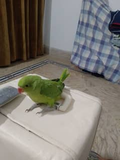 parrot