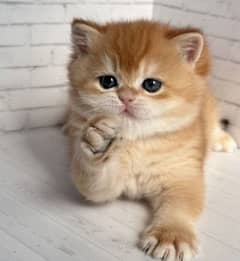 show Quality British Short Hair Kitten