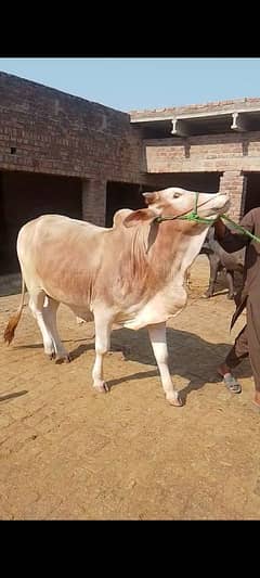 2 dant khubsurat bachra qurbani 2025