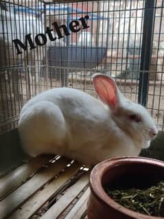 New Zealand Rabbit's Bunnies 03084829488