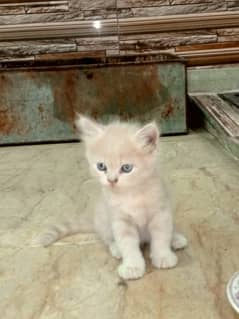 Person Kittens