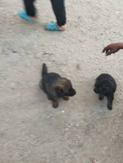 German shepherd puppies