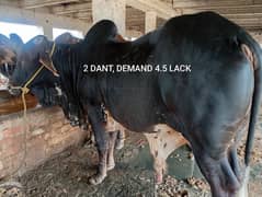 Qurbani k janwer cattle wera bull cow wacha weray bakra 03104594900