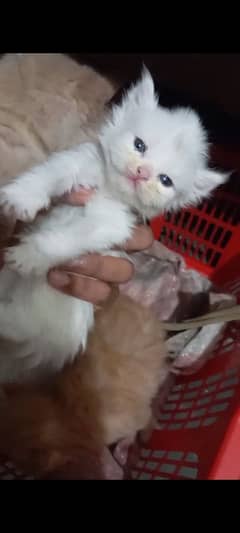 Triple coated Persian kittens fluffy
