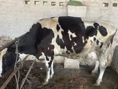 Holstein friesian