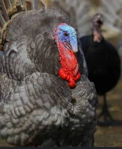 lavender blue slate Turkey bird /peru / turki chicks / bacha & eggs