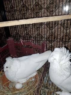 Bukhara pair| Healthy and Active| Breader Pair