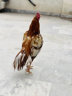 Peela Mianwali Aseel Murga