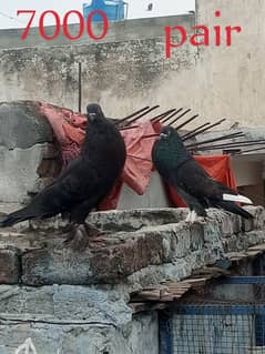 magpie pair or 1 shiled croper female