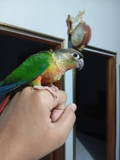 flight tamed conure parrot