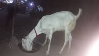 bakra (khassi)