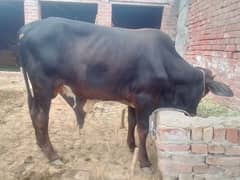 Desi janwar bull/bachara/cholistani for quarbani