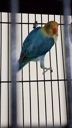 parblue opaline split pf