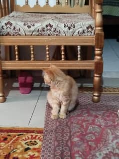 cats