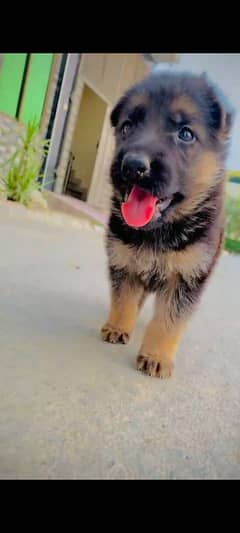 double koted Pedigree dog