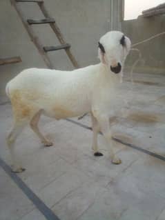 Male Mundra for Sale