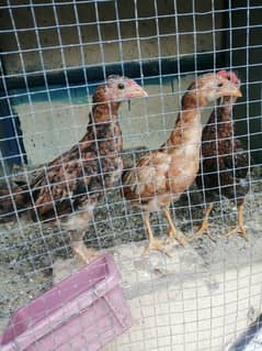 Pure desi chicks