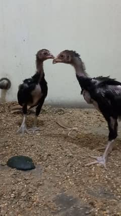 Aseel Chicks for Sale