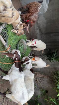 6 bakra available for sell