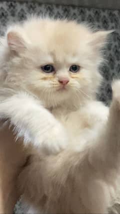 Persian kitten triple coated