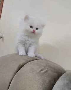 Persian Cat for sale my WhatsApp number 03238950275