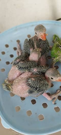 green mithu babies