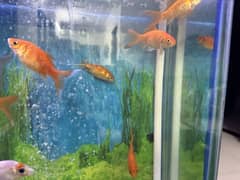 Goldfish