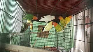 Color Love Bird