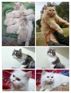Persian cats and kittens