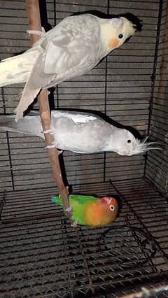 cocktail lovebird Australian