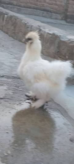 Silkie