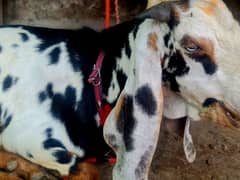 Bakra