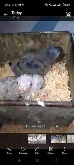 Pineapple / Green Cheek Conure Chicks