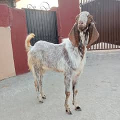Bakra