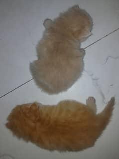 2 Persian Cats For sale