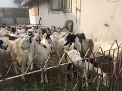goat Available ha 100 goat .