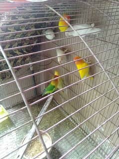 breeder